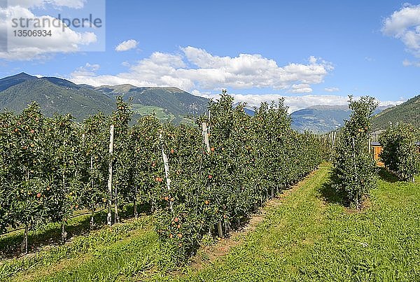 Apfelbäume  Apfelplantage  Trentino  Südtirol  Italien  Europa