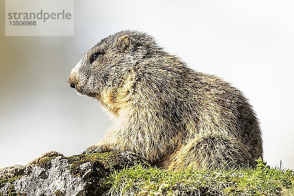 Murmeltier (Marmota)  sitzt auf einem Felsen  Bayern  Deutschland  Europa