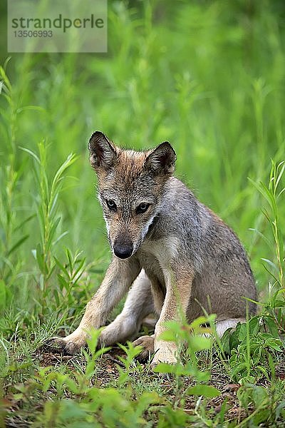 Grauwolf (Canis lupus)  Jungtier sitzend in Wiese  Pine County  Minnesota  USA  Nordamerika