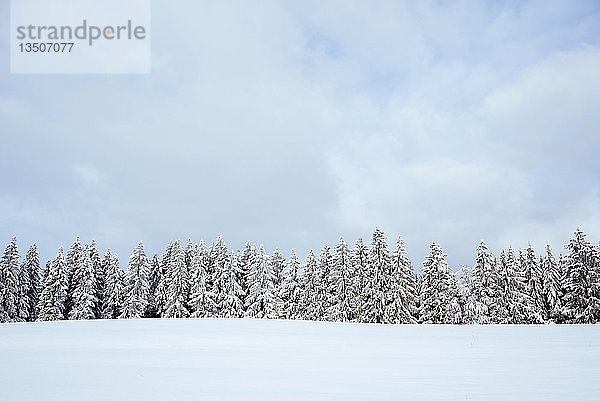 Schneebedeckte Tannen (Abies)  Baden-WÃ¼rttemberg  Deutschland  Europa