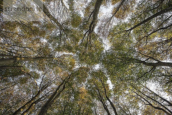 Buche (Fagus) mit bunten Blättern im Herbst  Froschperspektive  am Schauinsland  Freiburg im Breisgau  Schwarzwald  Baden-WÃ¼rttemberg  Deutschland  Europa