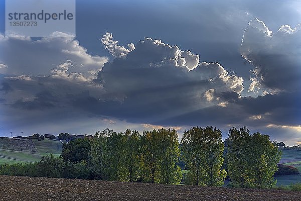 Herbstlandschaft mit Pappelbäumen (Populus) und bewölktem Himmel  Franken  Bayern  Deutschland  Europa