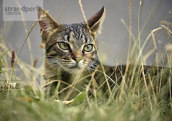 Hauskatze  Kätzchen  9 Monate  Tierportrait im hohen Gras  Deutschland  Europa