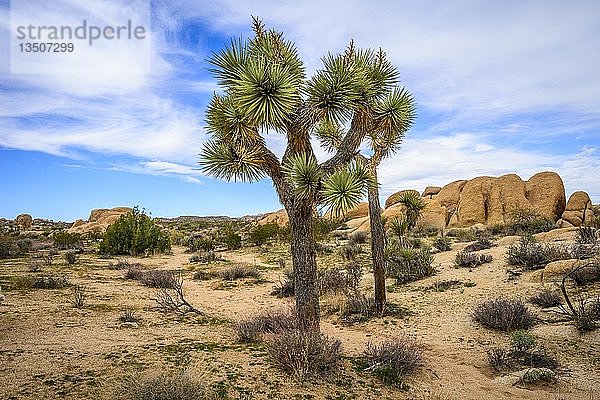 Joshua Tree (Yucca brevifolia)  Wüstenlandschaft  Arch Rock Nature Trail  White Tank Campground  Nationalpark  Palm Desert  Kalifornien  USA  Nordamerika