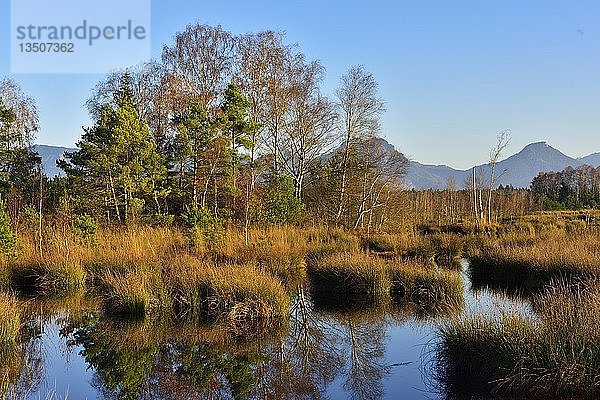 Kiefern (Pinus sylvestris) und Birken (Betula pubescens) auf Moorweiher mit Keulenbinsen (Schoenoplectus lacustris)  hintere Chiemgauer Alpen  Nicklheim  Voralpenland  Oberbayern  Bayern  Deutschland  Europa