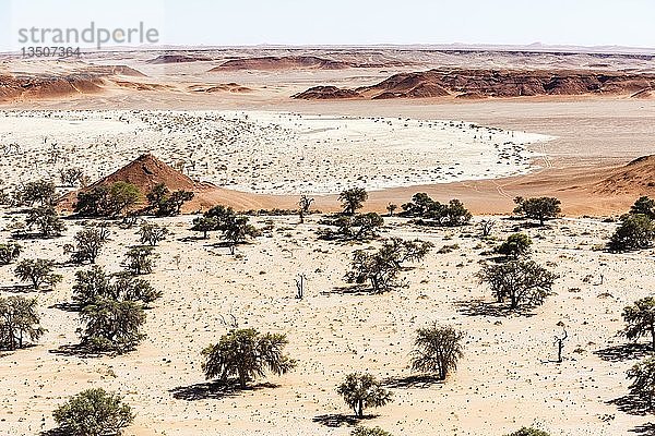 Luftaufnahme  Kameldornbäume (Acacia erioloba) in trockener Landschaft  Tsondabvlei  Namib-Wüste  Namib-Wüste  Namib-Naukluft-Nationalpark  Namibia  Afrika