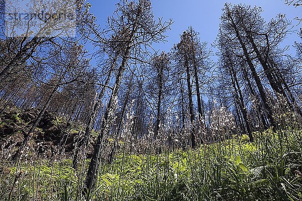 Vom Waldbrand verbrannte kanarische Kiefern stehen in grüner und blühender Bodenvegetation  Becerram Wanderweg bei Las Lagunetas  Gran Canaria  Kanarische Inseln  Spanien  Europa