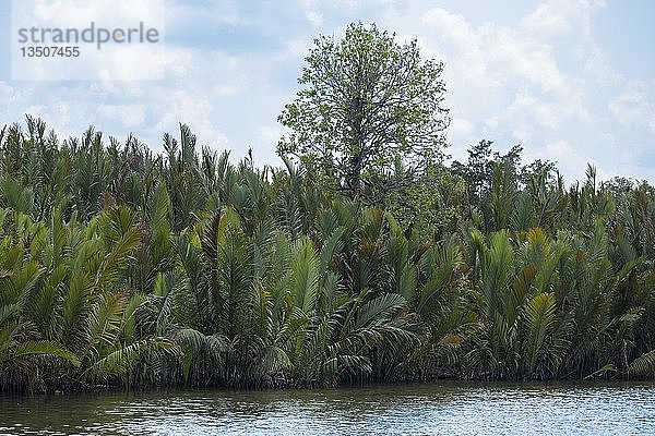 Dichtes Ufer mit Palmen  Flusslandschaft am Sungai Sekonyer  Tanjung Puting National Park  Zentral Kalimantan  Borneo  Indonesien  Asien