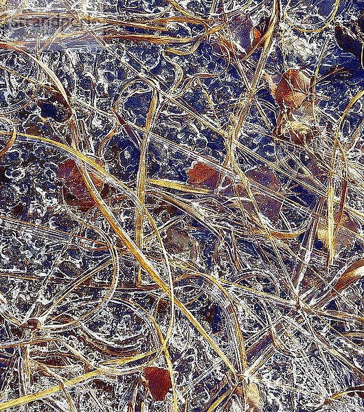 Gefrorene Grashalme und Blätter im Eis  in Raubling  Voralpenland  Bayern  Deutschland  Europa