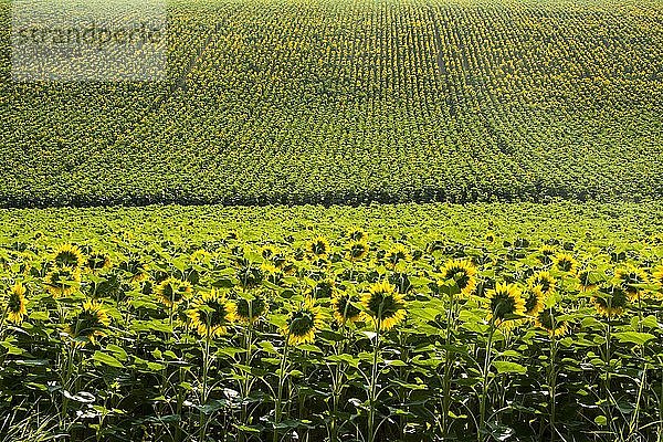 Sonnenblumenfeld  Limagne-Ebene  Departement Puy de Dome  Auvergne Rhône-Alpes  Frankreich  Europa