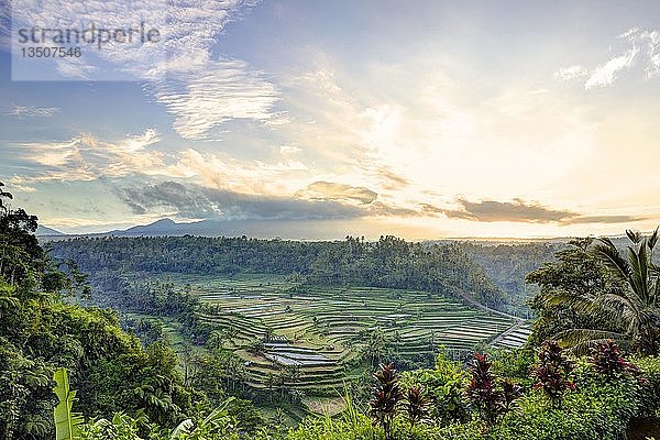 Blick auf Reisterrassen und den Vulkan Gunung Agung bei Sonnenaufgang  Rendang  Bali  Indonesien  Asien