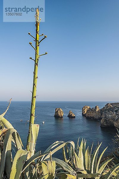 Ponta da Piedade  Blütenstand einer Agave (Agave) an felsiger Küste  Felsformationen im Meer  Algarve  Lagos  Portugal  Europa