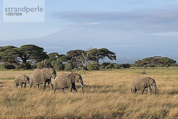 Afrikanische Elefanten (Loxodonta africana) vor dem Kilimandscharo  Amboseli-Nationalpark  Kenia  Afrika