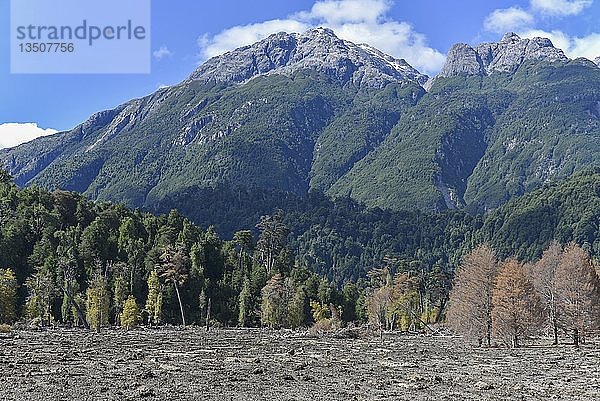 Zerstörter Wald durch einen Erdrutsch in Villa Santa Lucía  bei Chaiten  Rio Burritos  Carretera Austral  Patagonien  Chile  Südamerika