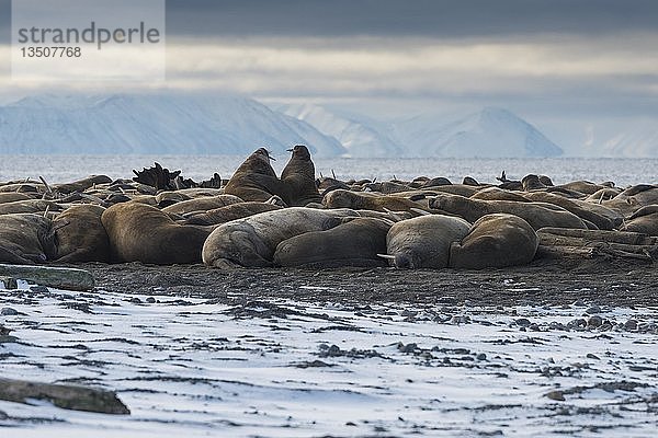 Walrosse (Odobenus rosmarus)  Kolonie am Strand der Insel Moffen  Moffen Nature Reserve  Spitzbergen Archipel  Svalbard und Jan Mayen  Norwegen  Europa