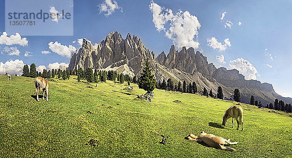 Panoramablick auf die Gschnagenhardt Alm mit Haflingerpferden und den Geisler Bergen  Villnösstal  Naturpark Puez-Geisler  Provinz Bozen  Italien  Europa
