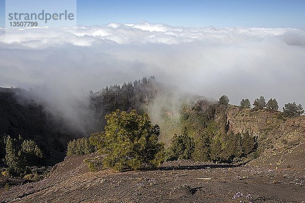 Blick vom Mirador Pinos de Galdar in die Caldera de Galdar  im Vordergrund Kanarische Kiefern (Pinus canariensis)  hinter dichter Passatwolke  Gran Canaria  Kanarische Inseln  Spanien  Europa