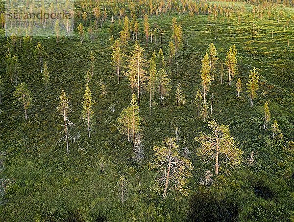 Drohnenaufnahme  Luftbild  borealer arktischer Wald mit Kiefern (Pinus) in Feuchtgebiet  Moor bei Sonnenuntergang  SodankylÃ¤  Lappland  Finnland  Europa