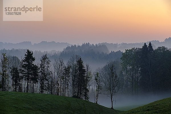 Dämmerung mit Nebel über Wald  Giesberg  bei Miesbach  Oberbayern  Bayern  Deutschland  Europa