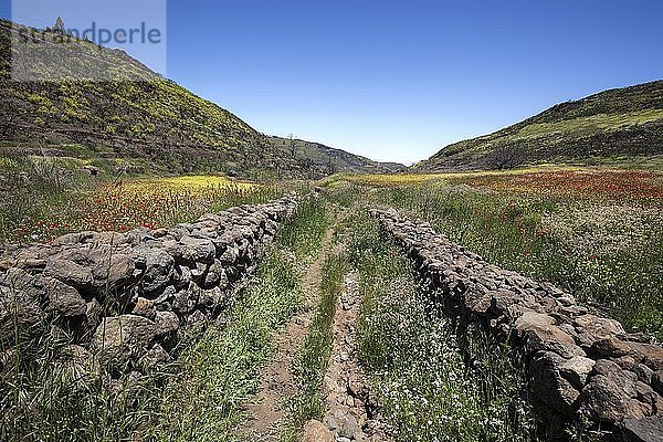 Weg durch blühende Vegetation  bunt blühende Wiesen  Barranco de la Mina  bei Las Lagunetas  Gran Canaria  Kanarische Inseln  Spanien  Europa
