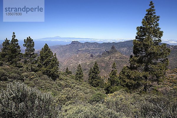 Blick vom Wanderweg um den Roque Nublo auf blühende Vegetation  Kanarische Kiefern (Pinus canariensis)  hinter der Insel Teneriffa mit dem Vulkan Teide und dem Roque Bentayga  Gran Canaria  Kanarische Inseln  Spanien  Europa