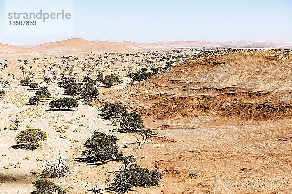 Luftaufnahme  Kameldornbäume (Acacia erioloba) in trockener Landschaft  Tsondabvlei  Namib-Wüste  Namib-Wüste  Namib-Naukluft-Nationalpark  Namibia  Afrika