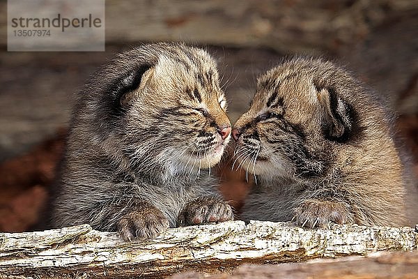 Bobcat (Lynx rufus)  zwei Jungtiere in Tierhaltung  Portrait  Pine County  Minnesota  USA  Nordamerika