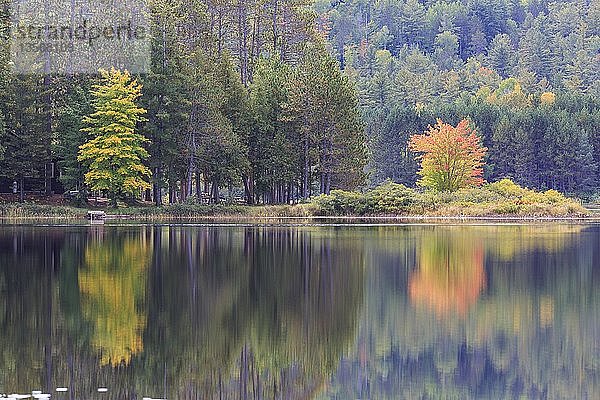 Wasserspiegelung der Bäume im See  Herbstfärbung  Beaverdam Lake  Renfrew County  Ontario  Kanada  Nordamerika