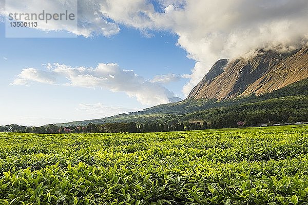 Teeplantage am Berg Mulanje  Malawi  Afrika