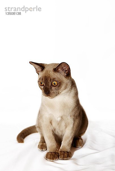 Burma-Katze