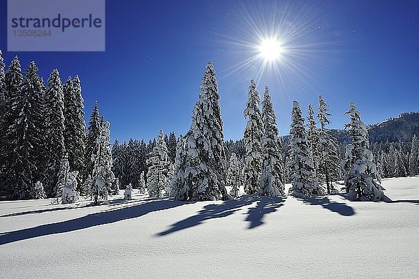 Winterlandschaft auf der Hemmersuppenalm  Reit im Winkl  Chiemgau  Bayern  Deutschland  Europa