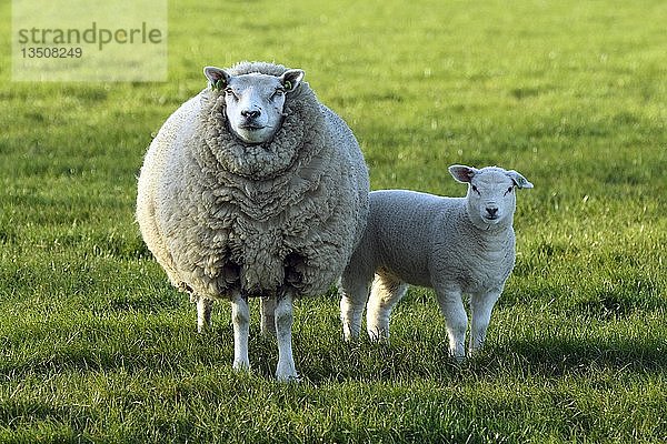 Schaf (Ovis) mit Lamm auf einer Wiese  Texel  Nordholland  Niederlande