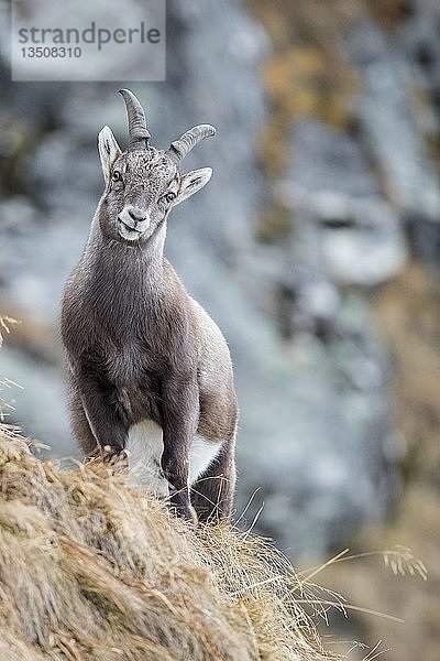 Alpensteinbock (Capra Ibex)  Jungtier  Stubaital  Tirol  Österreich  Europa