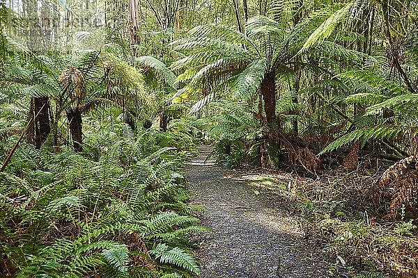Wanderweg durch den Wald mit Baumfarnen (Cyatheales)  Great Otway National Park  Australien  Ozeanien