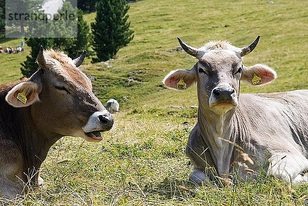 Zwei Kühe (Bovinae) beim Ausruhen auf einer Alpweide in Bozen  Italien  Europa