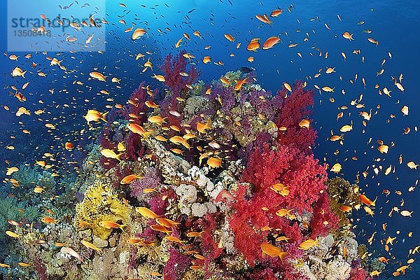 Korallenriff  Riffblock bewachsen mit Klunzinger's Weichkorallen (Dendronephthya klunzingeri) und verschiedenen Steinkorallen (Hexacorallia)  Schwarm Anthias (Anthiinae)  Rotes Meer  Ägypten  Afrika