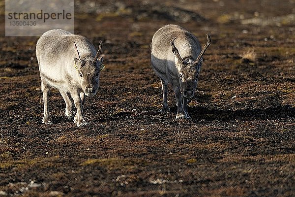 Spitzbergen-Rentiere (Rangifer tarandus platyrhynchus)  Spitzbergen-Archipel  Svalbard und Jan Mayen  Norwegen  Europa