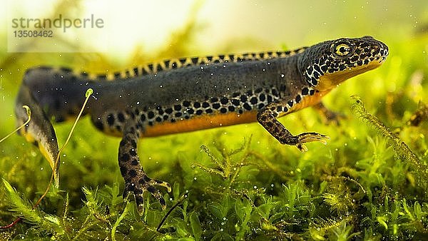 Bergmolch (Ichthyosaura alpestris)  unter Wasser  Berchtesgadener Land  Bayern  Deutschland  Europa