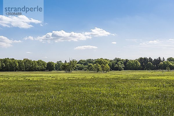 Wiese im Naturschutzgebiet Mönchbruch  Rüsselsheim am Main  Hessen  Deutschland  Europa