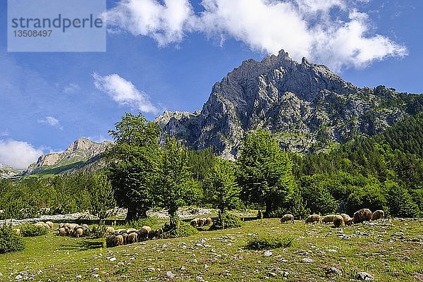 Kukaj-Tal  Berg Maja e Thatë  Valbona-Nationalpark  Albanische Alpen  Prokletije  Qar Kukes  Albanien  Europa