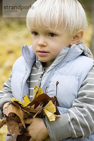 Ein kleiner Junge sammelt Herbstblätter  Deutschland  Europa
