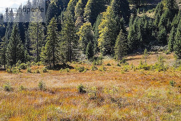 HÃ¼hnermoos im Herbst  ein Hochmoor am SÃ¶llereck bei Oberstdorf  AllgÃ¤uer Alpen  AllgÃ¤u  Bayern  Deutschland  Europa