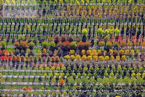 Bunte Reihen von herbstlich gefärbten Bäumen in einer Baumschule  Nordheide  Niedersachsen  Deutschland  Europa