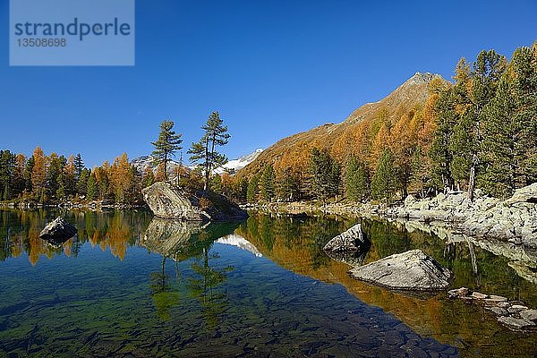 Lärchenwald spiegelt sich im Lago di Saoseo  rechts Corn da MÃ¼rasciola hinter schneebedecktem Piz PalÃ¼  Val di Campo  Kanton GraubÃ¼nden  Schweiz  Europa