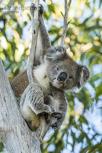 Koala (Phascolarctos cinereus)  sitzt auf einem Baum  Südaustralien  Australien  Ozeanien