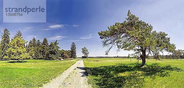 Straße mit einzelner Kiefer (Pinus) und grüner Wiese bei Titting im Naturpark Altmühltal  Bayern  Deutschland  Europa