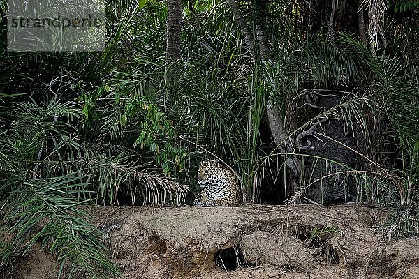 Jaguar (Panthera onca) auf der Lauer  Ufer des Rio Negro  dichte Vegetation  Barranco Alto  Pantanal  Mato Grosso do Sul  Brasilien  Südamerika