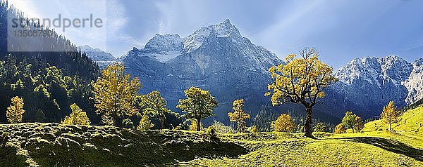 Herbstliches Bergpanorama  leuchtende Ahornbäume  schneebedeckte Berge  Großer Ahornboden  Karwendel  Österreich  Europa