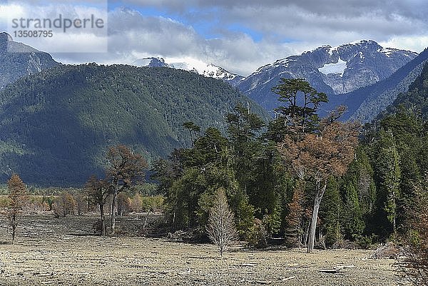 Zerstörter Wald durch einen Erdrutsch in Villa Santa Lucía  bei Chaiten  Rio Burritos  Carretera Austral  Patagonien  Chile  Südamerika