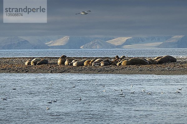 Walrosse (Odobenus rosmarus)  Kolonie am Strand der Insel Moffen  Moffen Nature Reserve  Spitzbergen Archipel  Svalbard und Jan Mayen  Norwegen  Europa